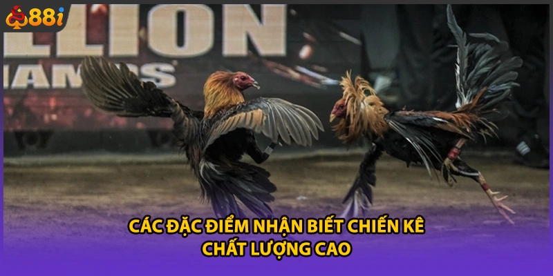 Các đặc điểm nhận biết chiến kê chất lượng cao