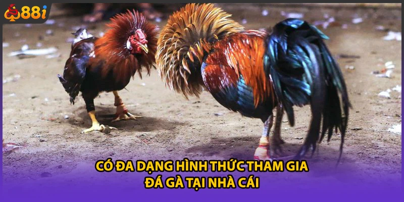 Có đa dạng hình thức tham gia đá gà tại nhà cái