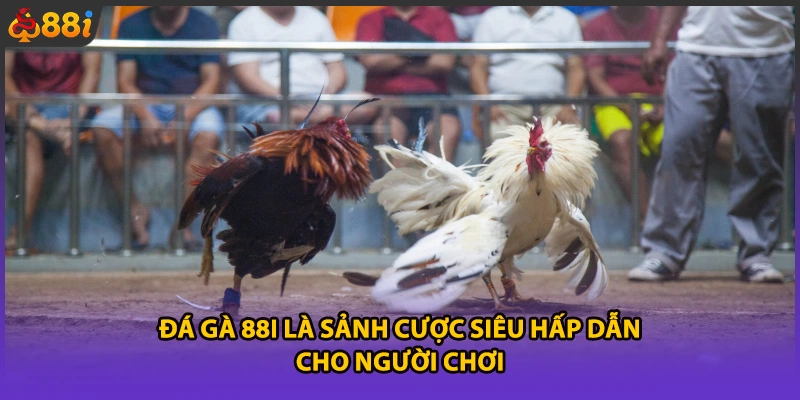 Đá gà 88i là sảnh cược siêu hấp dẫn cho người chơi