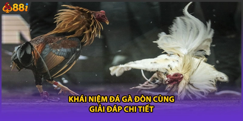 Khái niệm đá gà đòn cùng giải đáp chi tiết