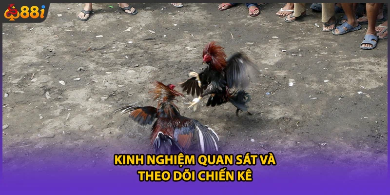 Kinh nghiệm quan sát và theo dõi chiến kê