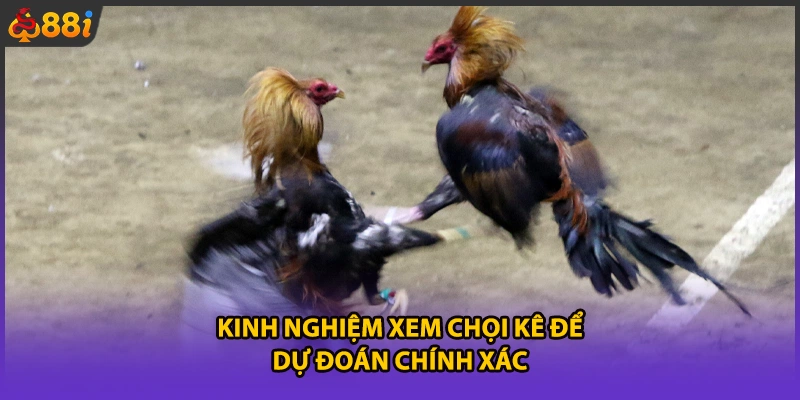 Kinh nghiệm xem chọi kê để dự đoán chính xác