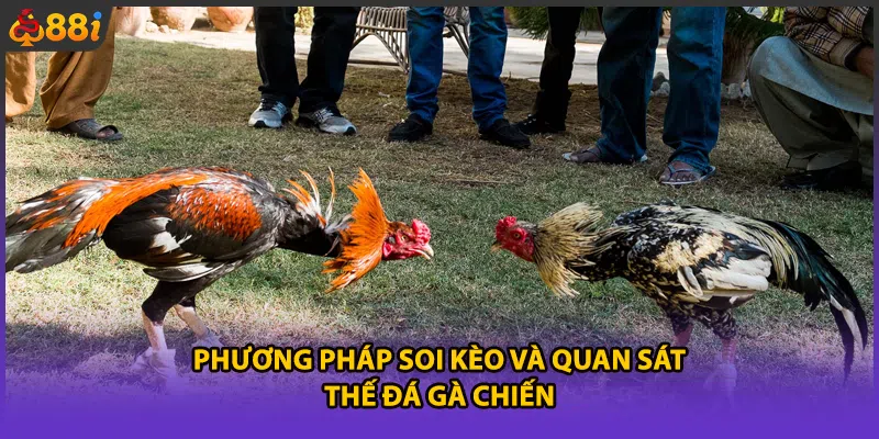 Phương pháp soi kèo và quan sát thế đá gà chiến