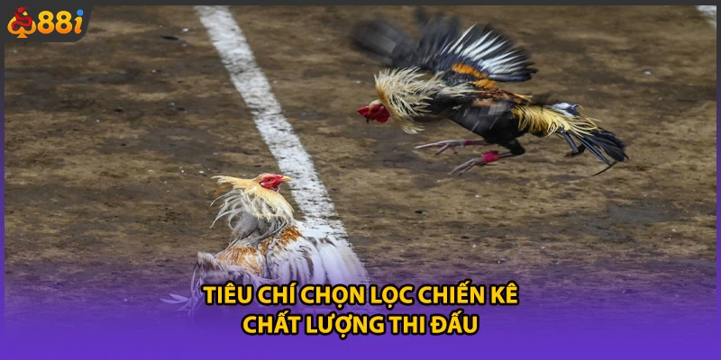 Tiêu chí chọn lọc chiến kê chất lượng thi đấu