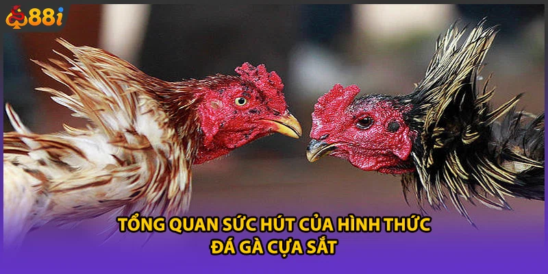 Tổng quan sức hút của hình thức đá gà cựa sắt