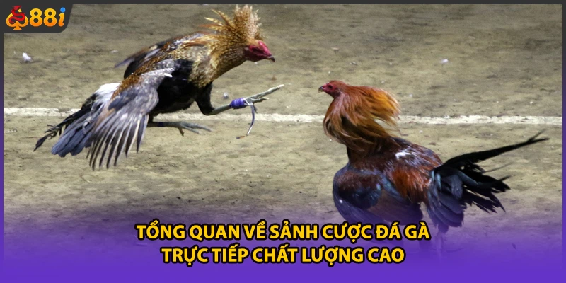 Tổng quan về sảnh cược đá gà trực tiếp chất lượng cao